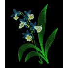 Forget-me-not flw0091