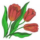 Tulips "Fiery Dawn" flw0110