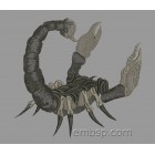 Scorpion anm0027