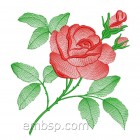 Rose flw0118
