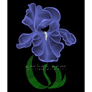 /645-1690-thickbox/flowers-iris.jpg