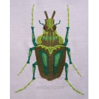 Machine embroidery design Beetle int0004