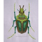 Machine embroidery design Beetle int0004