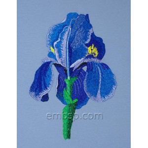 /396-1125-thickbox/flowers-iris.jpg