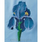 Iris flw0063