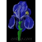 Iris flw0063