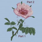 Briar flower flw0109