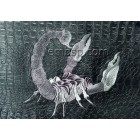 Scorpion size 181*170mm
