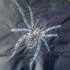 Spider size 165*180mm